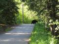 Bear caught walking up the road just outside Whistler