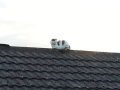 My favourite cat of all time, Puss Puss, on my neighbours roof