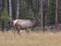 An elk, similar to a large deer - native to the Jasper National Park