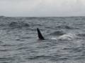 An Orca dorsal fin (Killer whale)about 15m away. Watched them for about half-an-hour...
