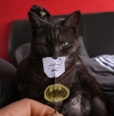 Batman Cat